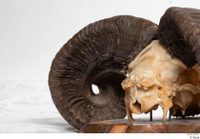  Skull Mouflon Ovis orientalis head horns skull 0033.jpg